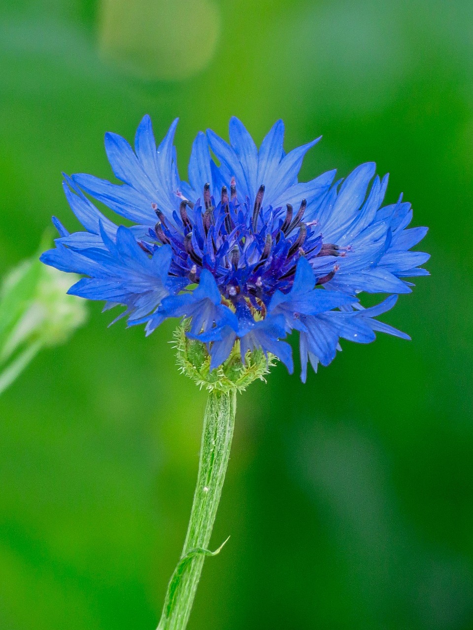 field, wheat, fleur-de-lis, poppies, country