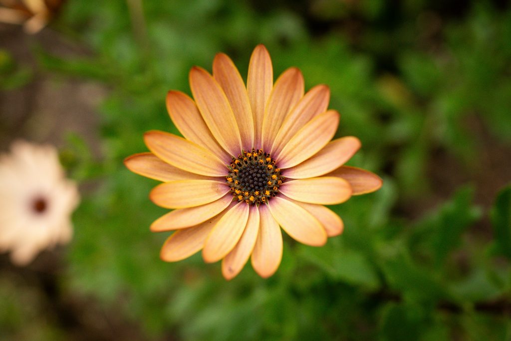 Macro shot of a bright orange daisy flower with soft green background in Huila, Colombia.